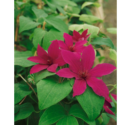 Clematis ´Rüütel´ / Plamienok , 50-60 cm, C4