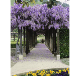 Wisteria sinensis ´Blue´ / Modrá vistéria, 60-80 cm, C2