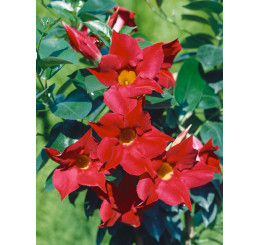 Mandevilla ´Dark Red´ / Mandevila červená, K11