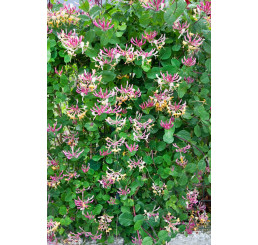 Lonicera periclymenum ´Serotina´ / Zemolez ovíjavý, 80-100 cm, C2