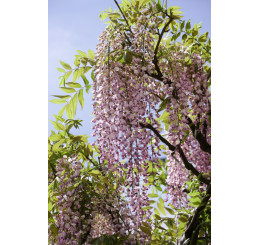 Wisteria sinensis ´Honbeni´ / Vistéria ružová, 80 cm, C2