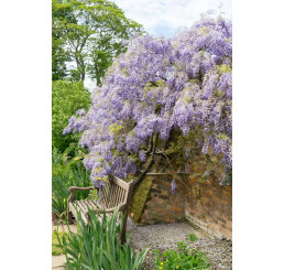 Wisteria sinensis / Vistéria čínska, 130-150 cm, C7