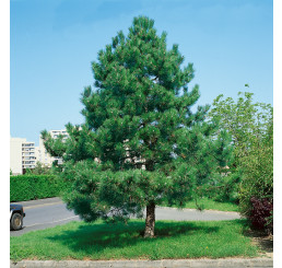 Pinus nigra / Borovica čierna, 30-40 cm, C4,5