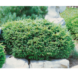 Picea abies ´Nidiformis´ / Smrek , 12-15 cm, C1,5
