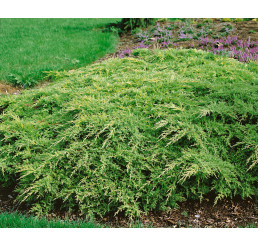 Juniperus chinensis ´Gold Star´ / Borievka, 30-40 cm, C1,5