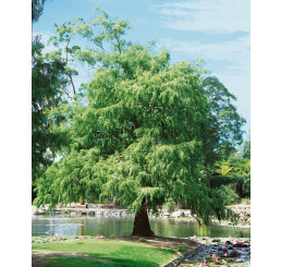 Taxodium distichum / Tisovec dvojradový, 125-150 cm, C5