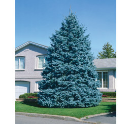 Picea pungens ´Glauca´ / Smrek pichľavý, 20-40 cm, C2