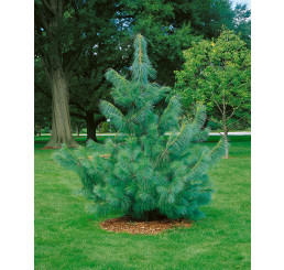Pinus wallichiana / Borovica himalájska, 25-30 cm, C3