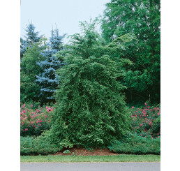 Tsuga canadensis / Jedľovec kanadský, 140-160 cm, C20