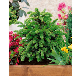 Picea abies ´Wills Zwerg´ / Smrek obyčajný, 60-80 cm, C15