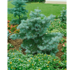 Abies concolor ´Compacta´ / Jedľa srienistá, 10-12 cm, K9