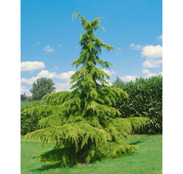 Cedrus deodara ´Aurea´ / Céder himalájsky, 130-150 cm, C12
