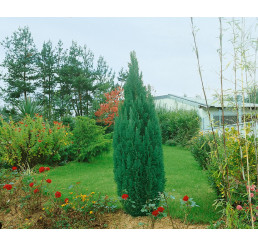 Chamaecyparis lawsoniana ´Ellwoodii´ / Cypruštek, 20 - 30 cm, C2