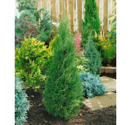 Juniperus chinensis ´Spartan´ / Borievka, 20-30 cm, C1,5