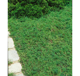 Juniperus comm. 'Green Carpet' / Borievka, 20-25 cm, C2