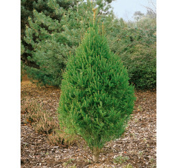Picea abies ´Cupressima´ / Smrek, 100/120 cm, C15