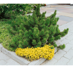 Pinus mugo mughus / Kosodrevina, 20-25 cm, C2