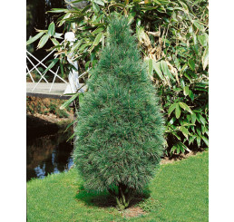 Pinus strobus ´Fastigiata´ / Borovica hladká, 40-50 cm, C5