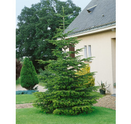 Abies nordmanniana / Jedľa Nordmannova / Jedľa kaukazská, 30-40 cm, C2