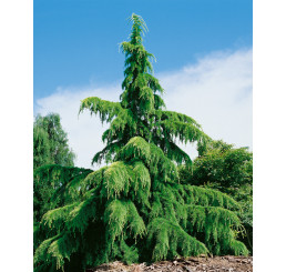 Cedrus deodara / Céder himalájsky, 100-120 cm, C5