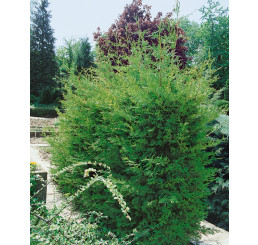 Cupressocyparis leylandii ´Green´ / Cyprusovec leylandský, 30-40 cm, K9