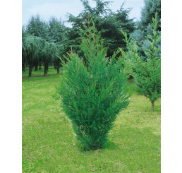Cupressocyparis leylandii ´Green´ / Cyprusovec leylandský, 100-120 cm, C3