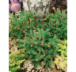Picea abies ´Pusch´ / Smrek obyčajný, 40-60 cm, KB