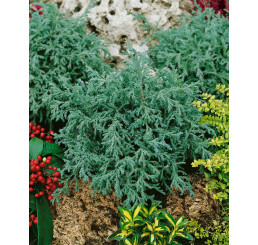 Chamaecyparis pisifera ´Baby Blue´ / Cypruštek, 20-30 cm, C1,5