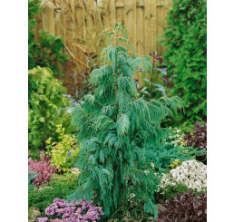 Chamaecyparis nootkatensis ´Pendula´ / Cypruštek nutkanský,  200+ cm, C15