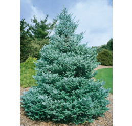Abies koreana / Jedľa kórejská, 20-25 cm, C1,5