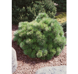 Pinus nigra ´Helga´, 50-60 cm, C15