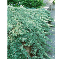 Juniperus procumbens 'Nana' / Borievka poliehavá, 8-10 cm, K9