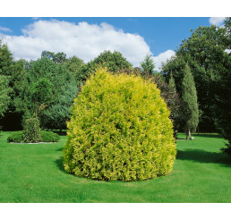 Thuja occidentalis 'Rheingold' / Tuja, 10-15 cm, K9