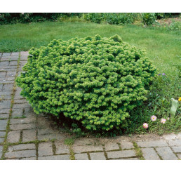 Abies balsamea 'Nana´ / Jedľa balzamová, 60-70 cm, C25