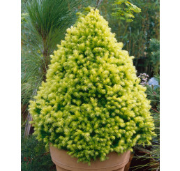 Picea glauca ´Daisy´s White´ / Smrek, 30 cm, C2
