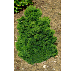 Chamaecyparis obtusa 'Nana Gracilis' / Cypruštek tupolistý, K9