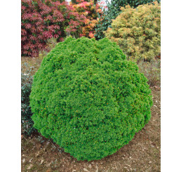 Picea glauca ´Alberta Globe´ / Smrek , 20-25 cm, C3,5