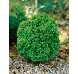 Thuja occidentalis ´Teddy´ / Tuja , 10-15 cm, C1