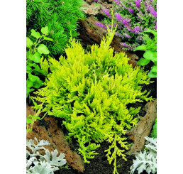 Juniperus horizontalis 'Golden Carpet' / Borievka, 20-30 cm, C1,5