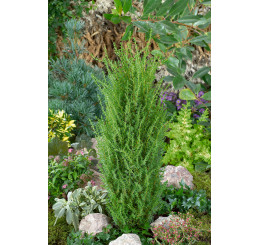 Juniperus communis ´Arnold´ / Borievka obyčajná, 20-30 cm, C2