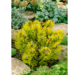 Pinus mugo ´Wintergold´ / Borovica horská, 15-20 cm, C3