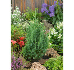 Juniperus chinensis ´Stricta´ / Borievka čínska, 20-30 cm, C1,5