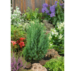 Juniperus chinensis ´Stricta´ / Borievka  čínska, 40-50 cm, C3