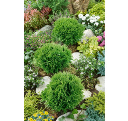 Thuja occidentalis 'Danica' / Tuja guľovitá, 15-20 cm, C2