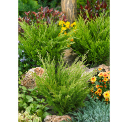 Juniperus horizontalis ´Andorra Compacta´ / Borievka, 30-40 cm, C3