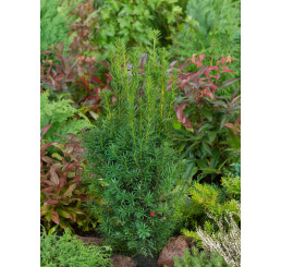 Taxus media ´Hicksii´ / Tis prostredný samičí, 40-50 cm, C3