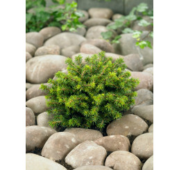 Picea abies ´Little Gem´ / Smrek, 10-12 cm, C1