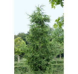 Larix decidua / Smrekovec opadavý, 100-125 cm, C2