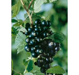 Ribes nigra ´Titania´ / Ríbezľa čierna, krík, C1,5