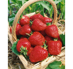 Fragaria ananassa ´Salsa´ / Stredne skoro plodiaca jahoda, bal. 10 ks, VK